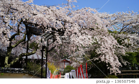 長谷寺　桜　奈良県 136507546