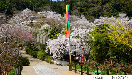 長谷寺　桜　奈良県 136507548