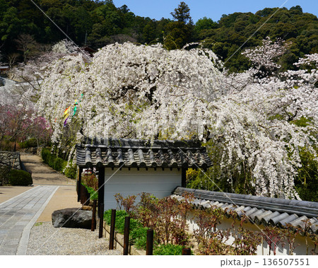 長谷寺 桜 奈良県 長谷寺 桜 奈良県 136507551