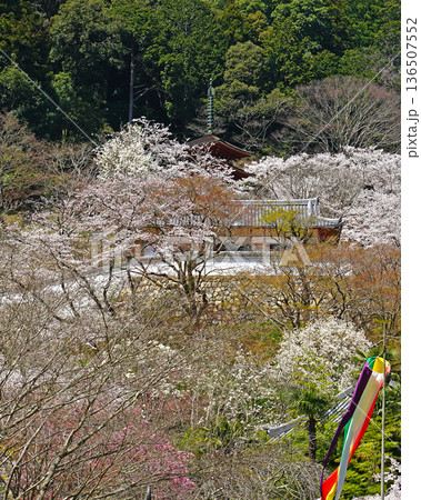 長谷寺 桜 奈良県 長谷寺 桜 奈良県 136507552