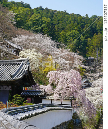 長谷寺 桜 奈良県 長谷寺 桜 奈良県 136507557