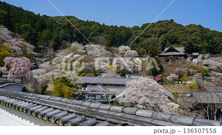 長谷寺　桜　奈良県 136507558