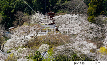 長谷寺　桜　奈良県 136507560