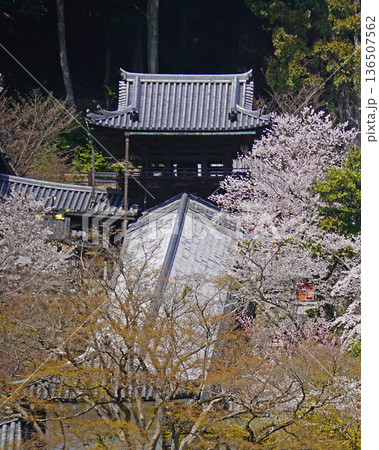 長谷寺　桜　奈良県 136507562