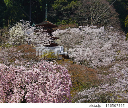 長谷寺 桜 奈良県 長谷寺 桜 奈良県 136507565