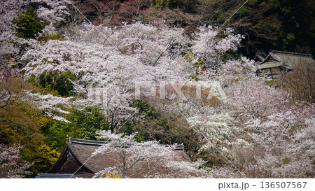長谷寺　桜　奈良県 136507567