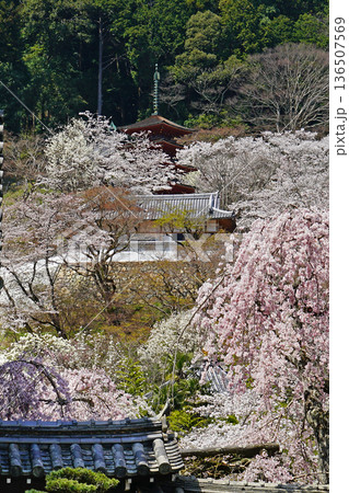 長谷寺 桜 奈良県 長谷寺 桜 奈良県 136507569