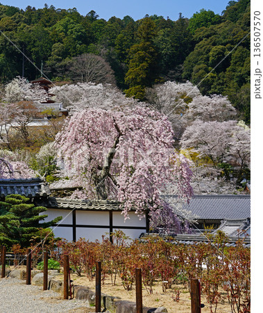 長谷寺　桜　奈良県 136507570