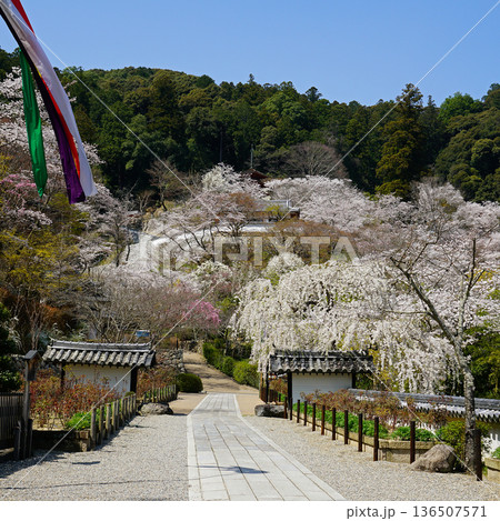 長谷寺　桜　奈良県 136507571