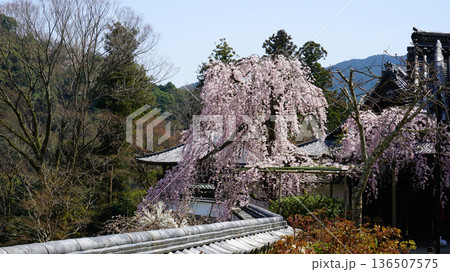 長谷寺　桜　奈良県 136507575