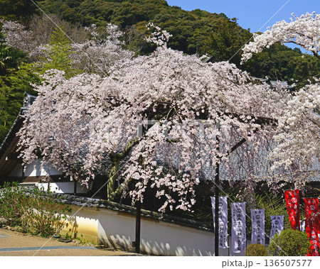 長谷寺　桜　奈良県 136507577