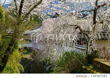 長谷寺　桜　奈良県 136507583
