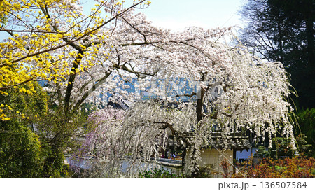 長谷寺　桜　奈良県 136507584