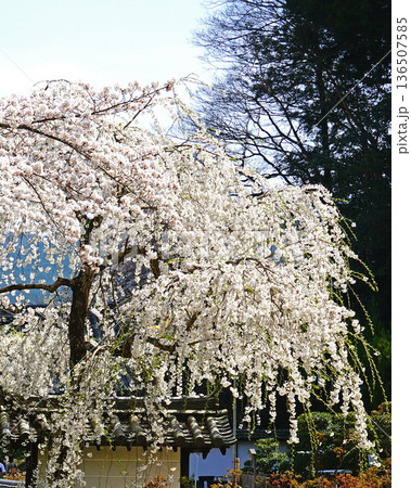 長谷寺　桜　奈良県 136507585
