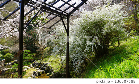 長谷寺 桜 奈良県 長谷寺 桜 奈良県 136507589