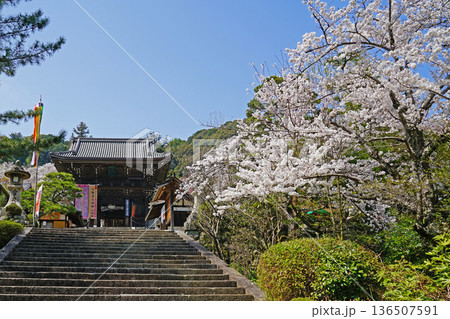長谷寺 桜 奈良県 長谷寺 桜 奈良県 136507591