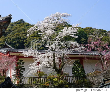 長谷寺　桜　奈良県 136507594