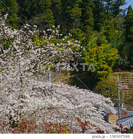 長谷寺 桜 奈良県 長谷寺 桜 奈良県 136507599