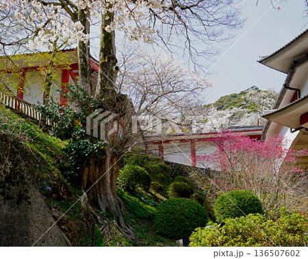 長谷寺 桜 奈良県 長谷寺 桜 奈良県 136507602
