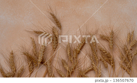 Wheat ears on a beige background. Dried Wheat Stalks Wheat ears on a beige background. Dried Wheat Stalks 136507670