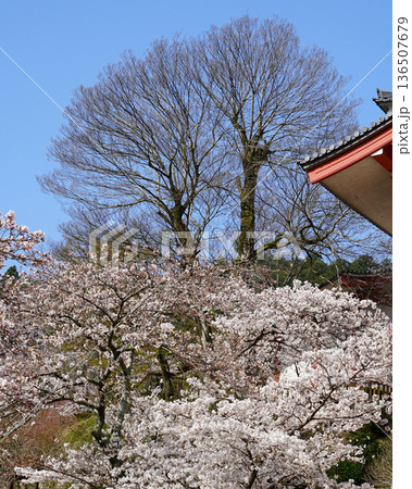 長谷寺　桜　奈良県 136507679