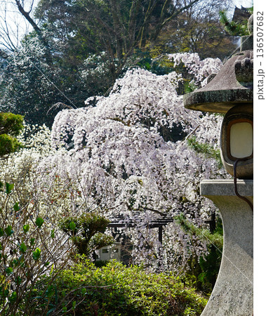 長谷寺　桜　奈良県 136507682