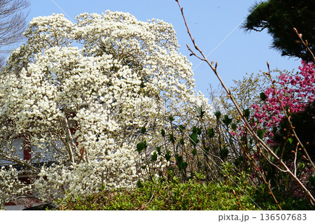 長谷寺　桜　奈良県 136507683