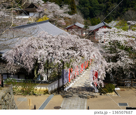 長谷寺　桜　奈良県 136507687