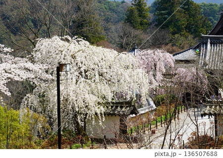 長谷寺　桜　奈良県 136507688