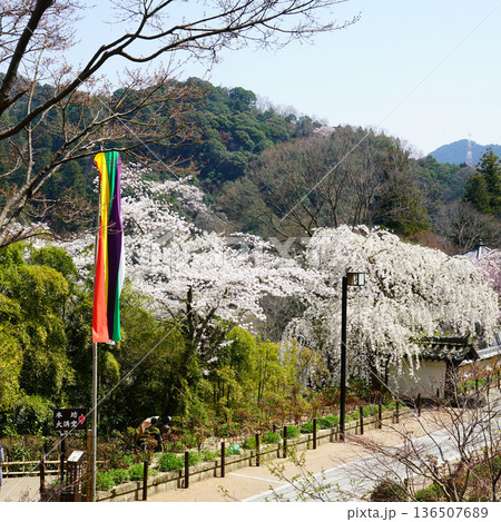 長谷寺　桜　奈良県 136507689