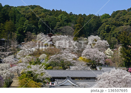長谷寺 桜 奈良県 長谷寺 桜 奈良県 136507695