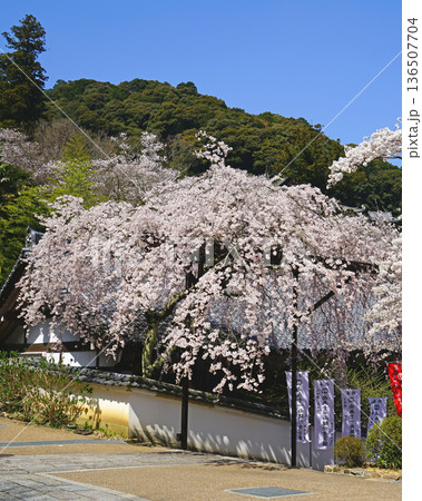 長谷寺　桜　奈良県 136507704