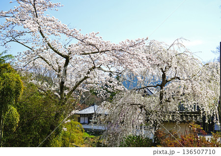 長谷寺　桜　奈良県 136507710