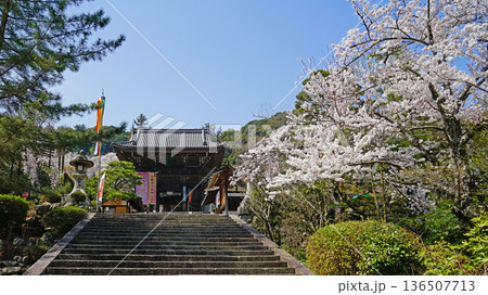 長谷寺 桜 奈良県 長谷寺 桜 奈良県 136507713