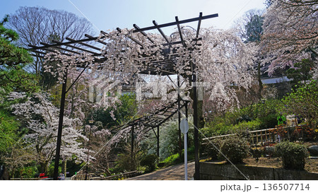 長谷寺 桜 奈良県 長谷寺 桜 奈良県 136507714