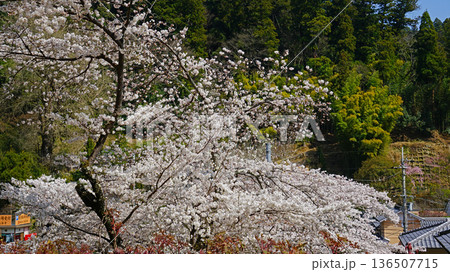 長谷寺　桜　奈良県 136507715