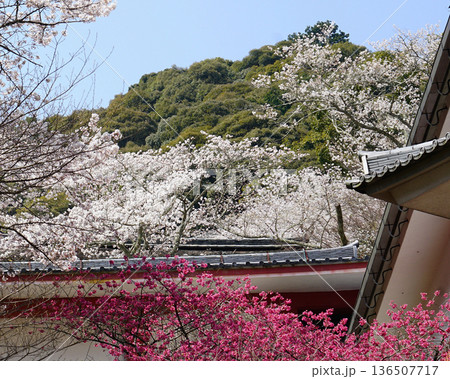 長谷寺 桜 奈良県 長谷寺 桜 奈良県 136507717