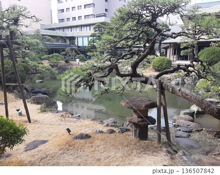 庭園の綺麗な木　松の木 136507842