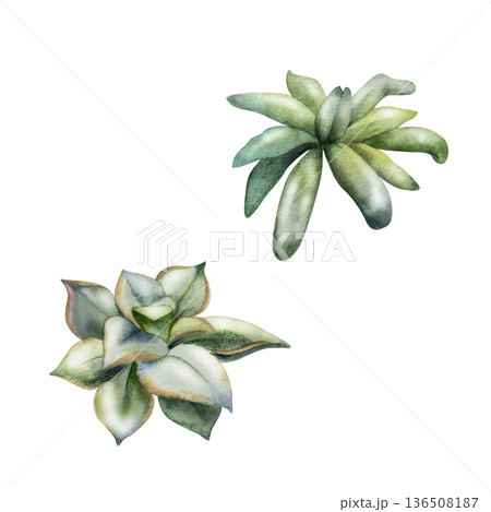 Echeveria, sedum or kalanchoe, aeonium succulent rosette, muted green variety. Isolated hand drawn watercolor illustration. Succulent collections, wedding stationery accents, eco lifestyle branding. 136508187