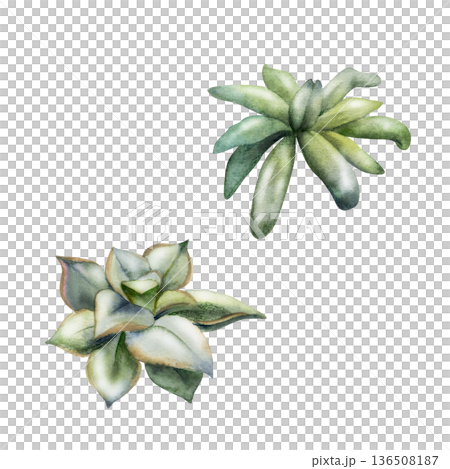 Echeveria, sedum or kalanchoe, aeonium succulent rosette, muted green variety. Isolated hand drawn watercolor illustration. Succulent collections, wedding stationery accents, eco lifestyle branding. 136508187