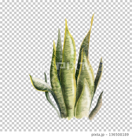 Sansevieria snake, aloe or agave, dracaena plant with upright striped blade leaves. Isolated illustration hand drawn in watercolor. Interior decor art, modern branding, air-purifying plant visuals. Sansevieria snake, aloe or agave, dracaena plant with upright striped blade leaves. Isolated illustration hand drawn in watercolor. Interior decor art, modern branding, air-purifying plant visuals. 136508189