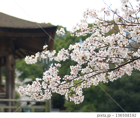 浮御堂　奈良県　桜 136508192