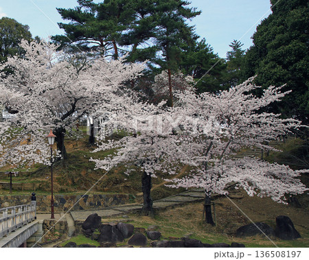 浮御堂 奈良県 桜 浮御堂 奈良県 桜 136508197