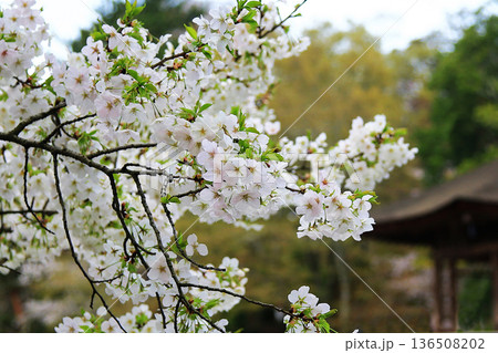 浮御堂 奈良県 桜 浮御堂 奈良県 桜 136508202