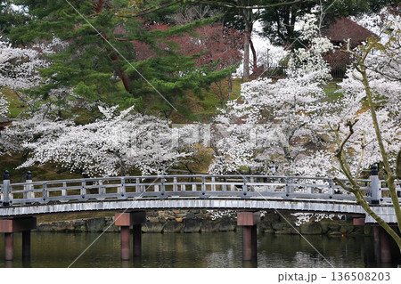 浮御堂 奈良県 桜 浮御堂 奈良県 桜 136508203