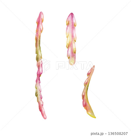 Kimnachia string segments, disocactus epiphyte trailing leaves, succulent thin cascading vines. Isolated illustration hand drawn in watercolor. Hanging plant decor, eco lifestyle visuals, florist. 136508207