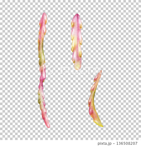 Kimnachia string segments, disocactus epiphyte trailing leaves, succulent thin cascading vines. Isolated illustration hand drawn in watercolor. Hanging plant decor, eco lifestyle visuals, florist. 136508207