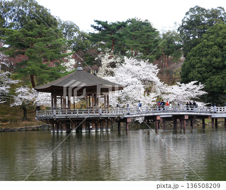 浮御堂　奈良県　桜 136508209
