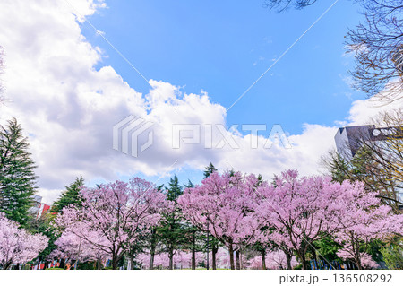 杜の都仙台市内の桜 136508292