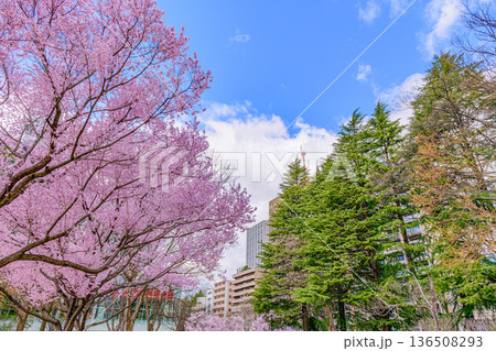 杜の都仙台市内の桜 杜の都仙台市内の桜 136508293